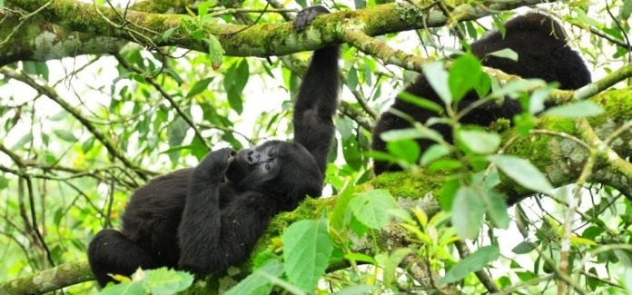 Gorilla-tracking