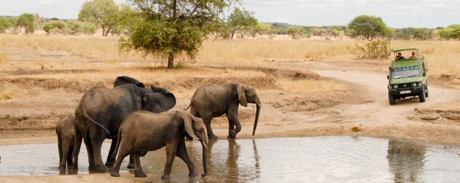 Tarangire-safaris