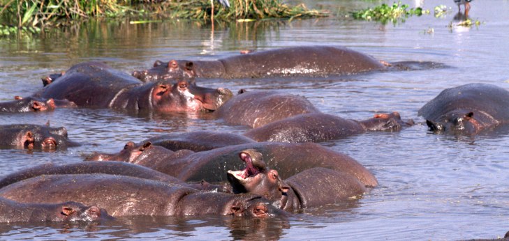 lake-manyara