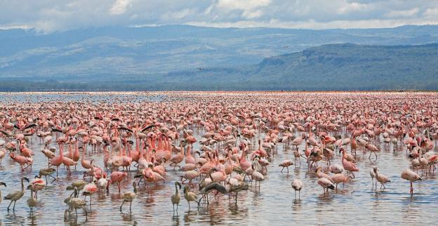 lake-nakuru