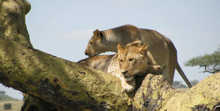 lions-tarangire