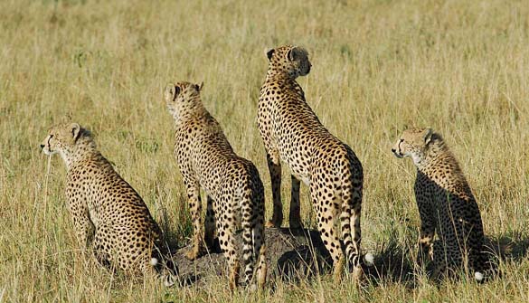 mara-cheetahs