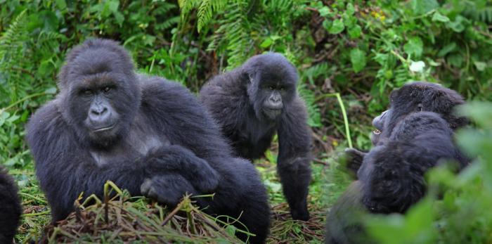 uganda-gorilla-safaris