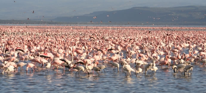 lake-nakuru