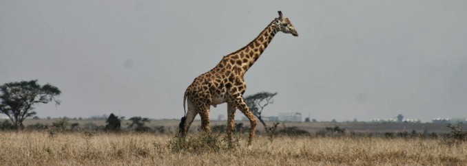 nairobi-national-park