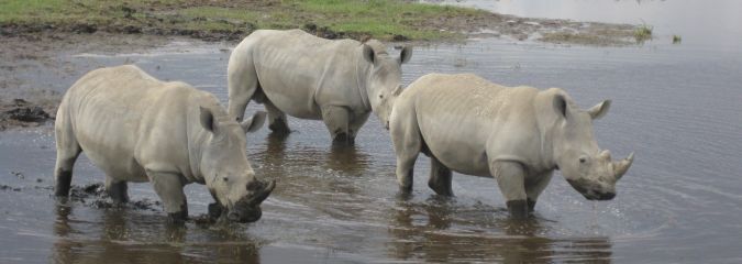 rhinos-nakuru